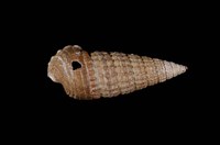 藏品(梨狀海蜷)的圖片